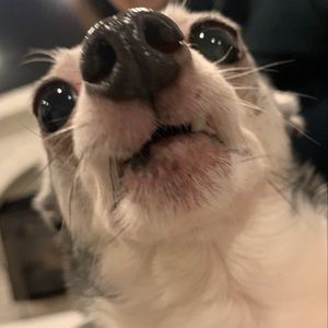 Meet your Posher, Bianka